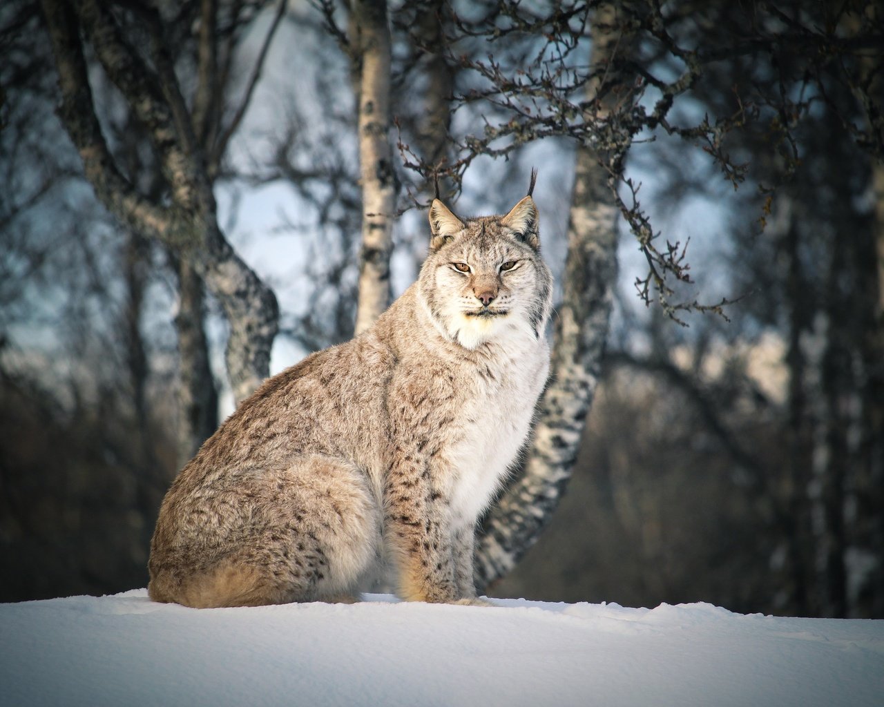 Обои снег, лес, зима, рысь, ветки, взгляд, сидит, темный фон, snow, forest, winter, lynx, branches, look, sitting, the dark background разрешение 3840x2560 Загрузить