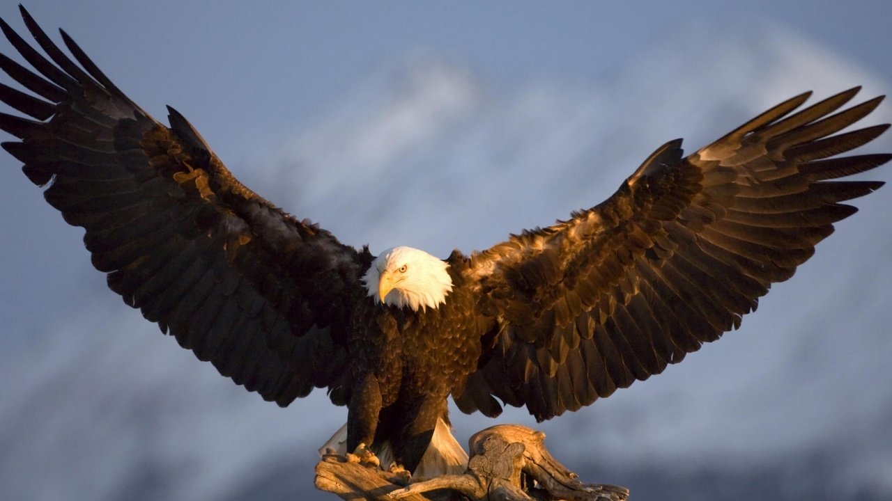 Обои крылья, орел, птица, аляска, в горах, wings, eagle, bird, alaska, in the mountains разрешение 1920x1200 Загрузить