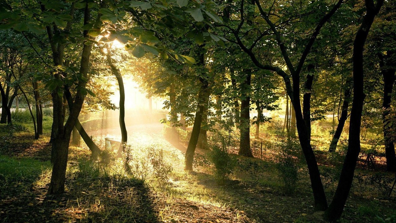 Обои свет, деревья, солнце, light, trees, the sun разрешение 1920x1200 Загрузить
