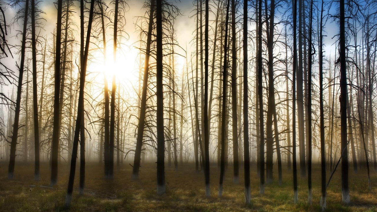 Обои деревья, солнце, туман, trees, the sun, fog разрешение 2560x1600 Загрузить