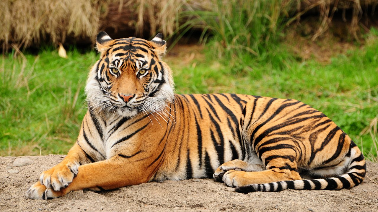 Обои тигр, природа, дикие кошки, киски, киска, tiger, nature, wild cats, pussy разрешение 3011x2000 Загрузить
