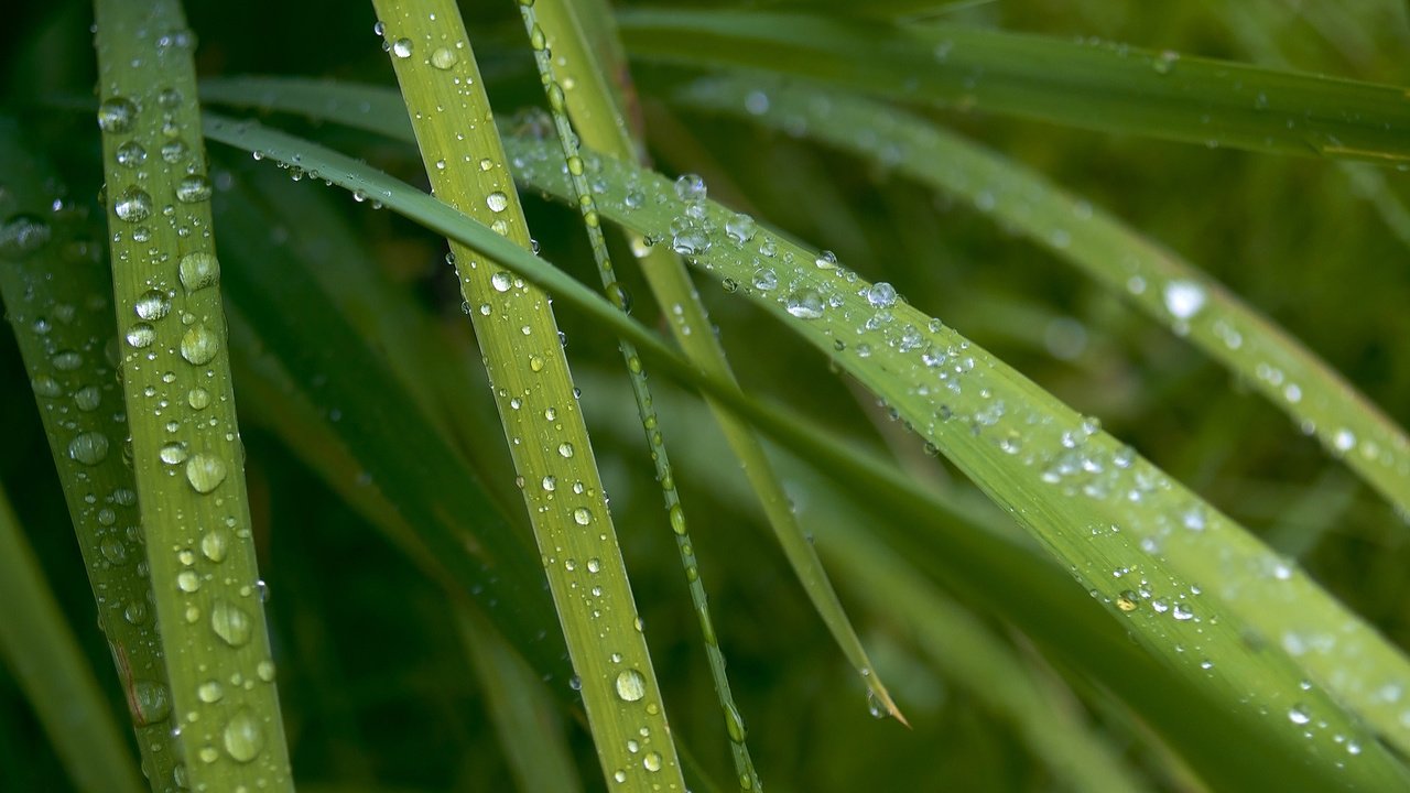 Обои трава, макро, роса, капли, капельки, десктоп, зеленые листья, grass, macro, rosa, drops, droplets, desktop, green leaves разрешение 1920x1080 Загрузить