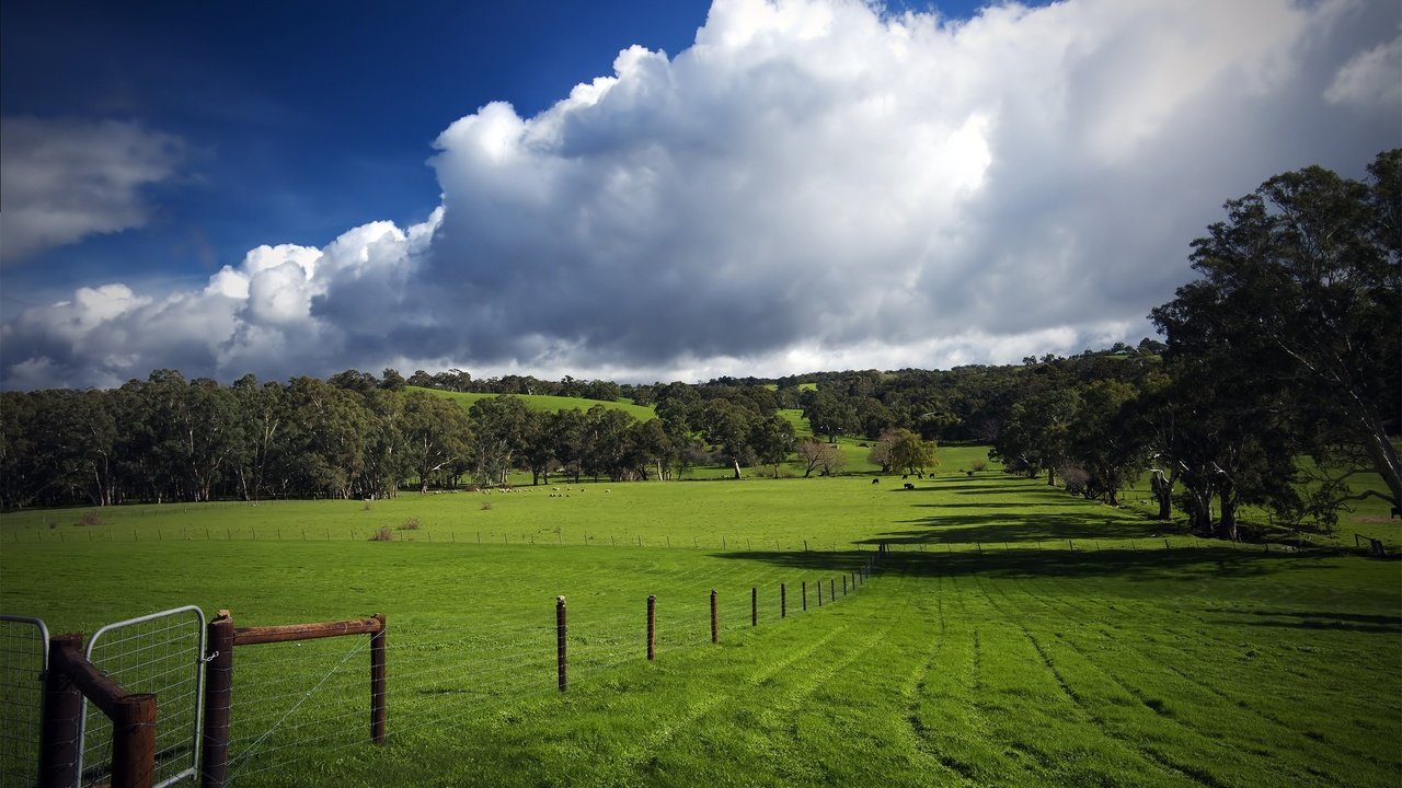 Обои трава, облака, деревья, зелень, поле, забор, следы, пастбище, grass, clouds, trees, greens, field, the fence, traces, pasture разрешение 2560x1600 Загрузить