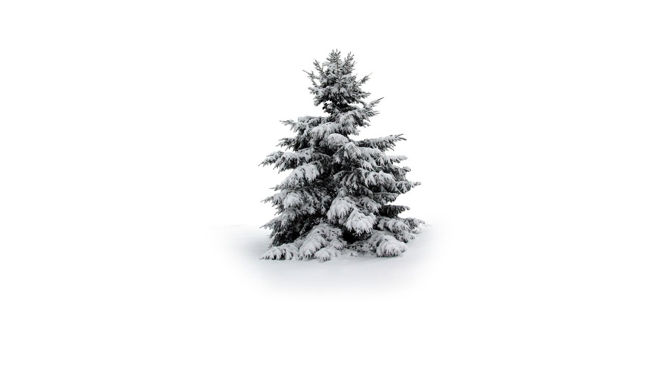 Обои снег, елка, зима, snow, tree, winter разрешение 1920x1200 Загрузить