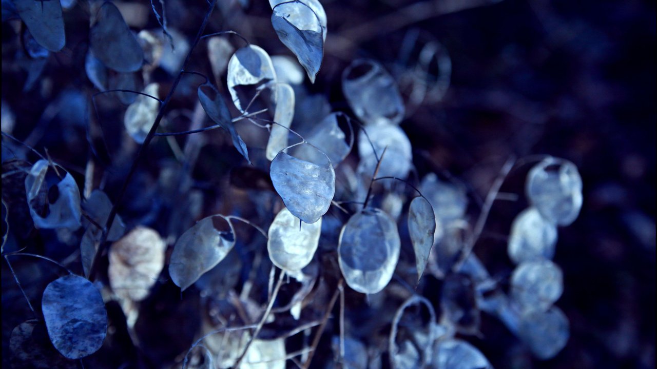 Обои листья, ветки, размытость, синие, leaves, branches, blur, blue разрешение 3000x2000 Загрузить