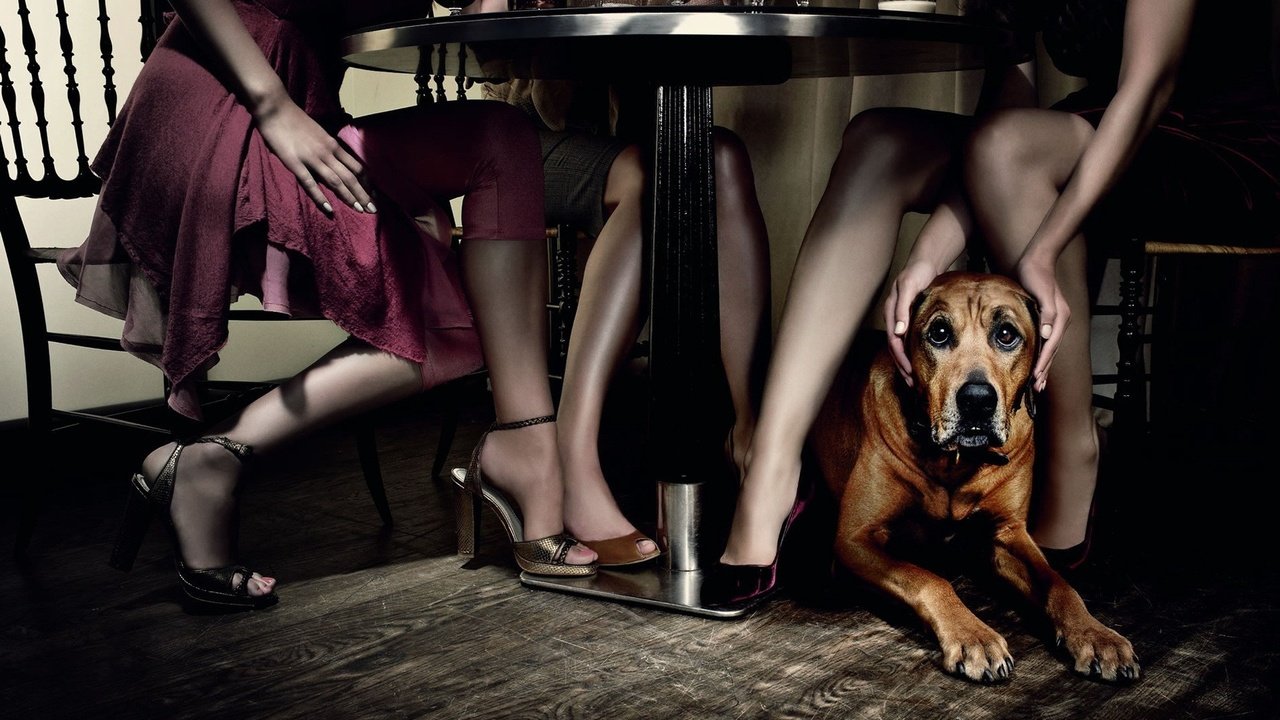 Обои стол, собака, девушки, ресторан, table, dog, girls, restaurant разрешение 1920x1440 Загрузить