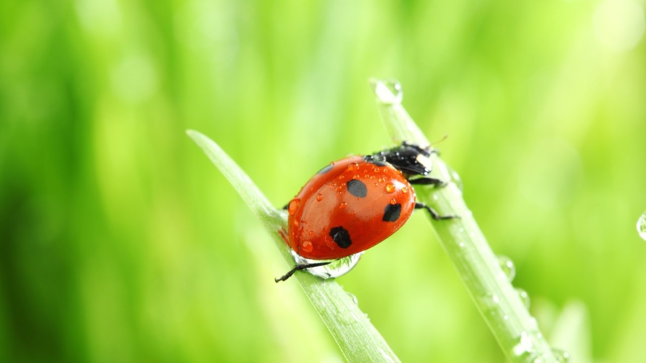 Обои трава, зелень, божья коровка, grass, greens, ladybug разрешение 1920x1080 Загрузить