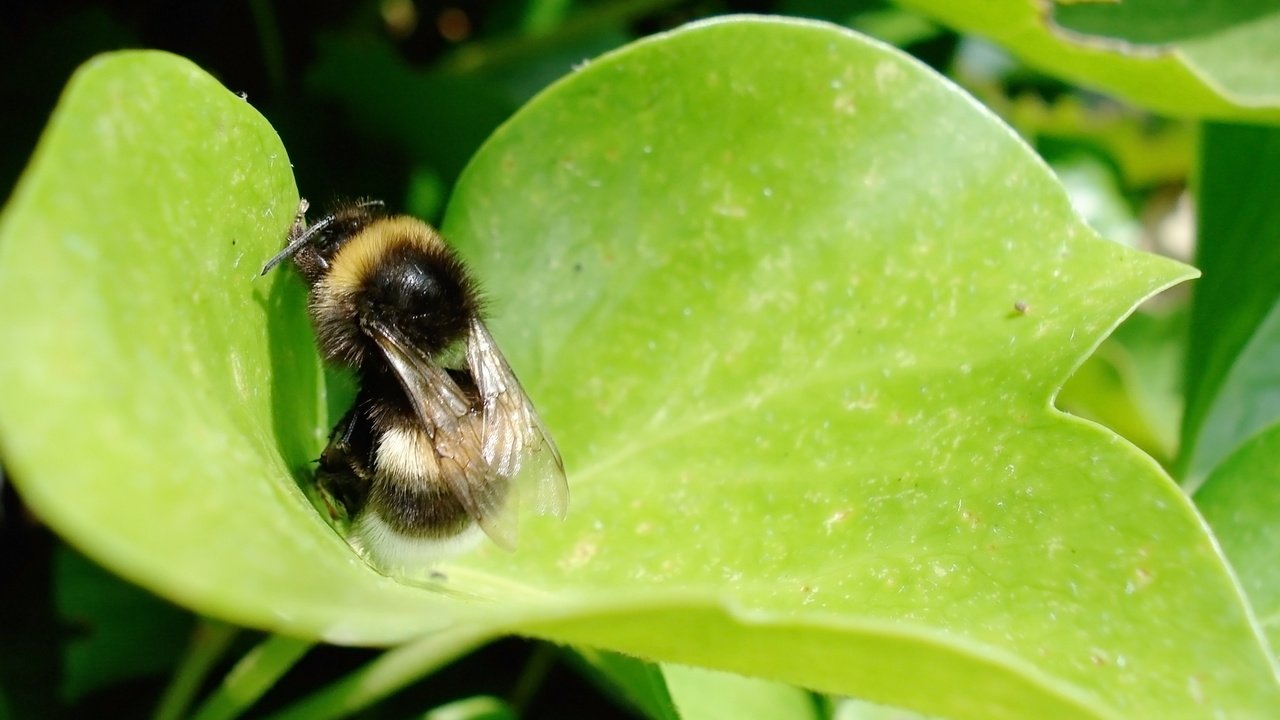 Обои трава, лист, насекомые, шмель, grass, sheet, insects, bumblebee разрешение 2560x1600 Загрузить