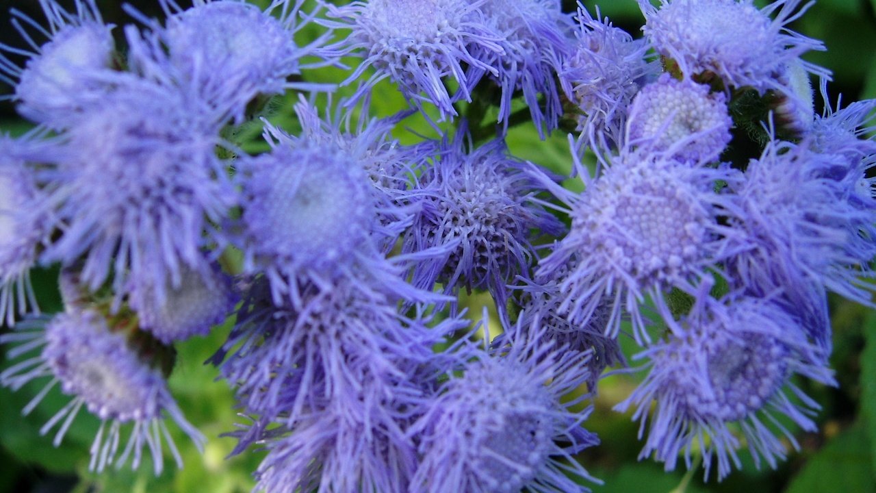 Обои цветы, крупным планом, агератум, flowers, closeup, ageratum разрешение 1920x1080 Загрузить