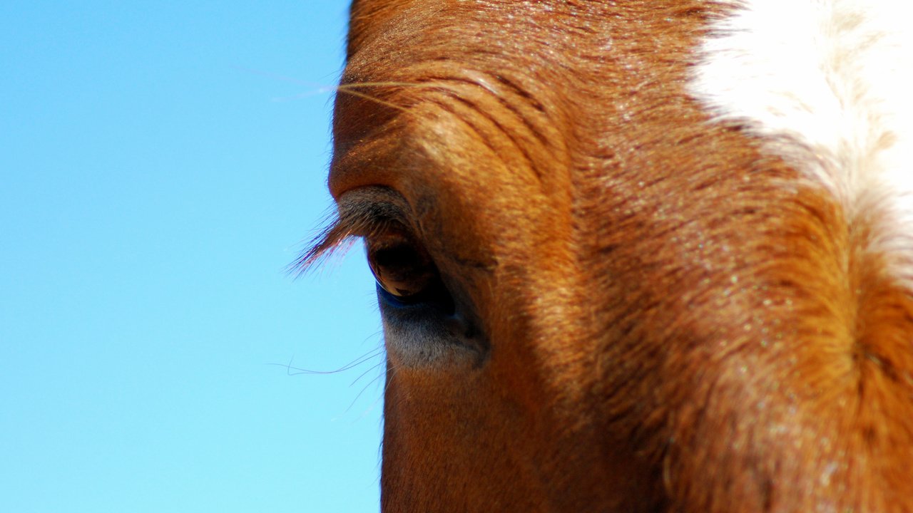 Обои лошадь, конь, крупным планом, horse, closeup разрешение 2560x1600 Загрузить