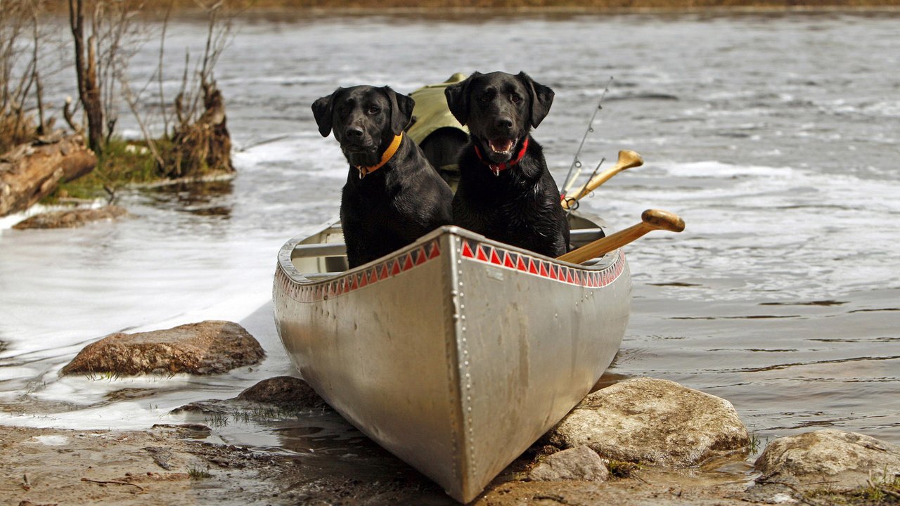 Обои река, камни, лодка, пара, ошейник, собаки, лабрадор ретривер, river, stones, boat, pair, collar, dogs, labrador retriever разрешение 1920x1200 Загрузить