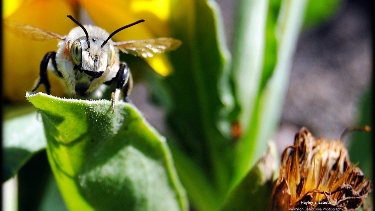 Обои насекомое, растение, пчела, зеленые листья, insect, plant, bee разрешение 1920x1200 Загрузить