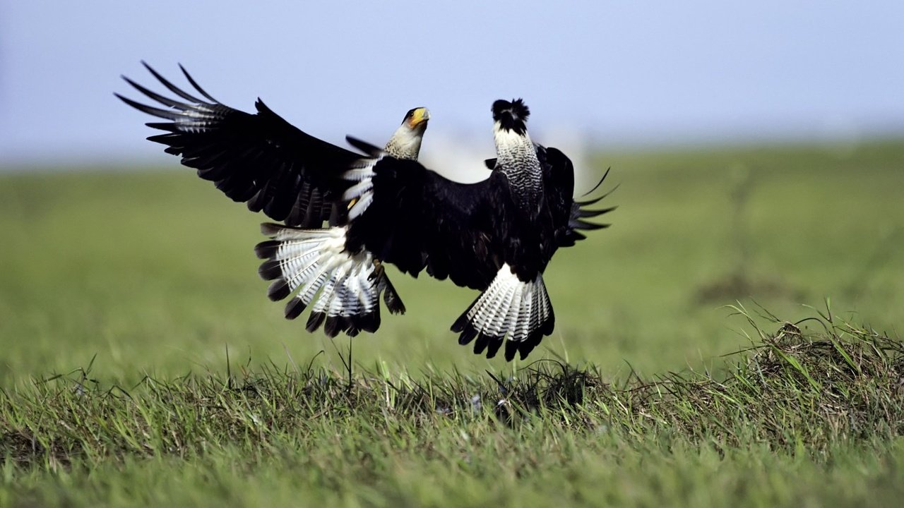 Обои трава, природа, полет, крылья, птицы, бой, танец, сокол, grass, nature, flight, wings, birds, battle, dance, falcon разрешение 1920x1200 Загрузить