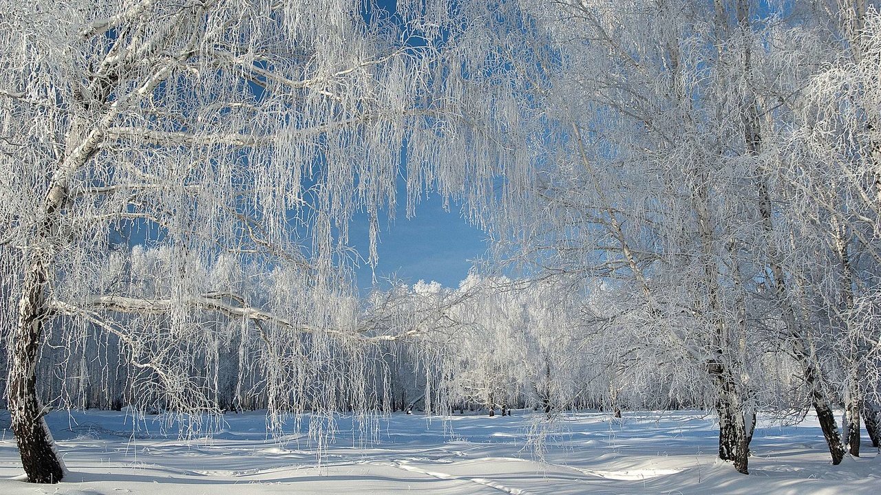 Обои снег, лес, зима, иней, snow, forest, winter, frost разрешение 1920x1200 Загрузить