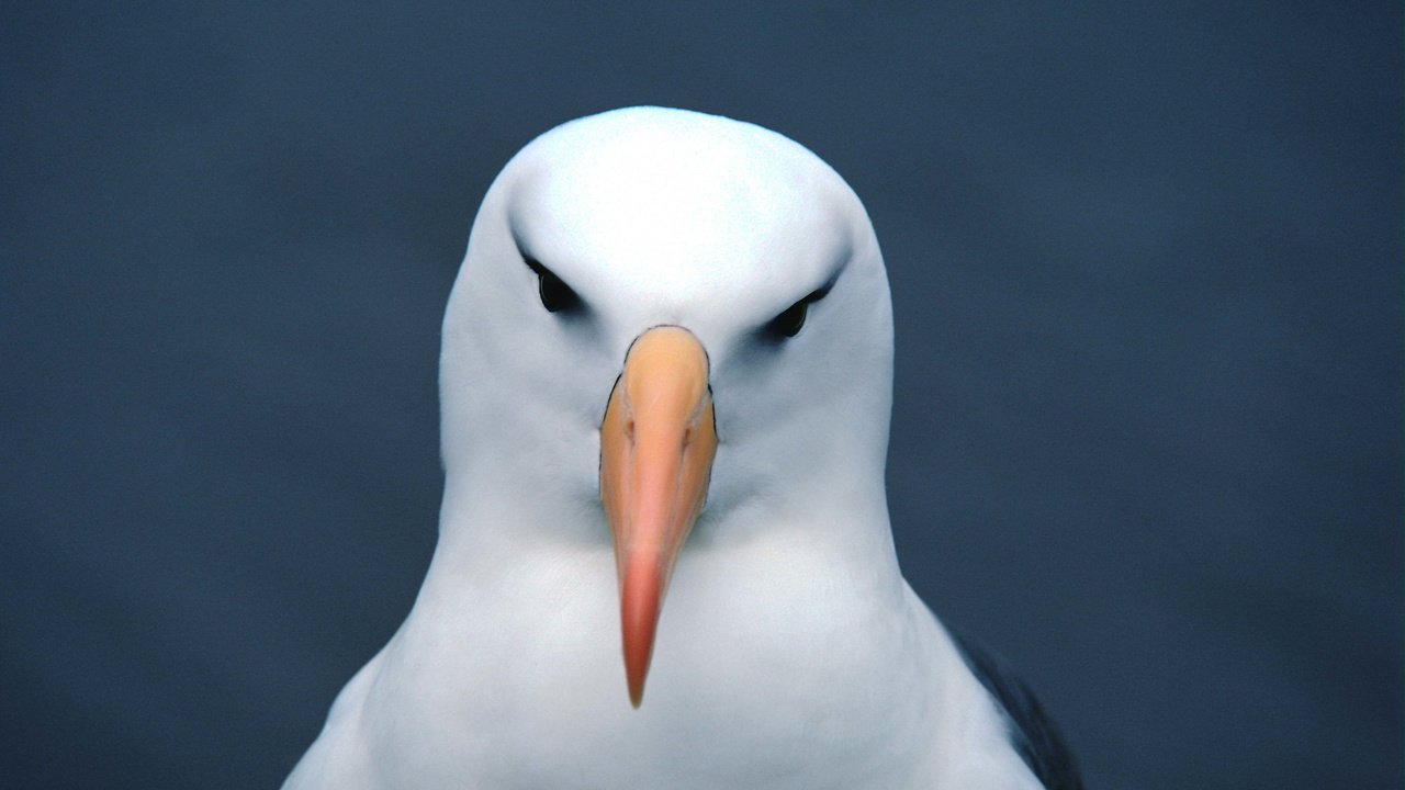 Обои фон, чайка, птица, клюв, голова, background, seagull, bird, beak, head разрешение 3072x2048 Загрузить