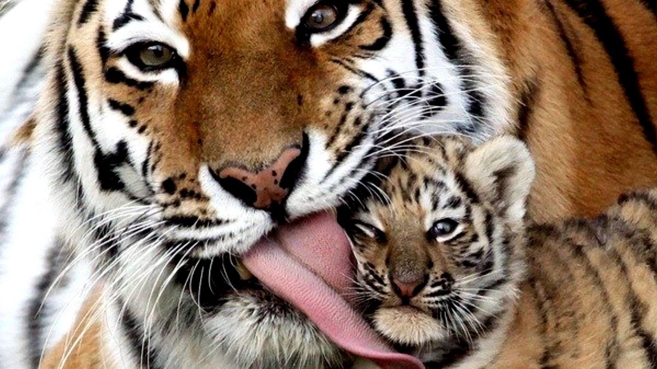 Обои тигр, тигренок, семья, малыш, язык, тигры, tiger, family, baby, language, tigers разрешение 2000x1337 Загрузить