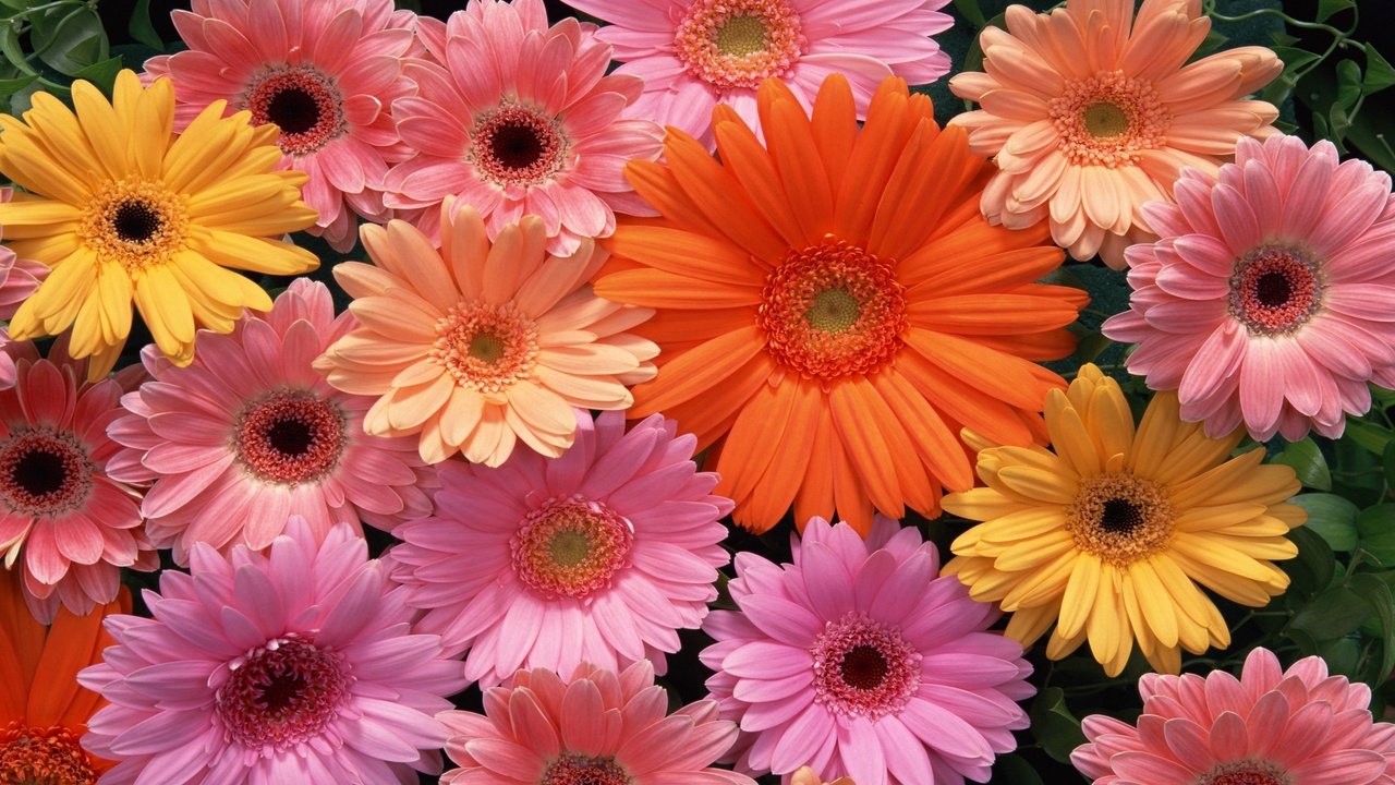 Обои цветы, разноцветные, герберы, flowers, colorful, gerbera разрешение 2560x1600 Загрузить