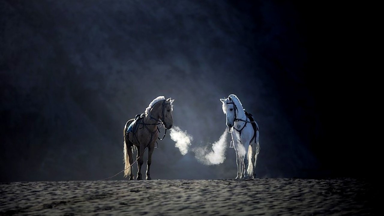 Обои лошадь, horse разрешение 2000x1333 Загрузить