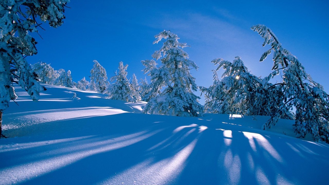 Обои снег, синий фон, лес, сосна, зима, голубое небо, склон, ель, холм, сугробы, тени, snow, blue background, forest, pine, blue sky, winter, slope, spruce, hill, the snow, shadows разрешение 1999x1333 Загрузить