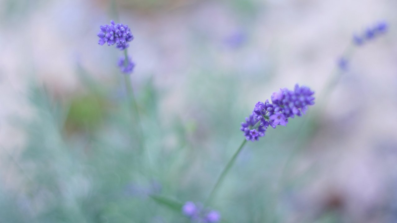 Обои цветы, макро, поле, лаванда, сиреневый, flowers, macro, field, lavender, lilac разрешение 1920x1280 Загрузить