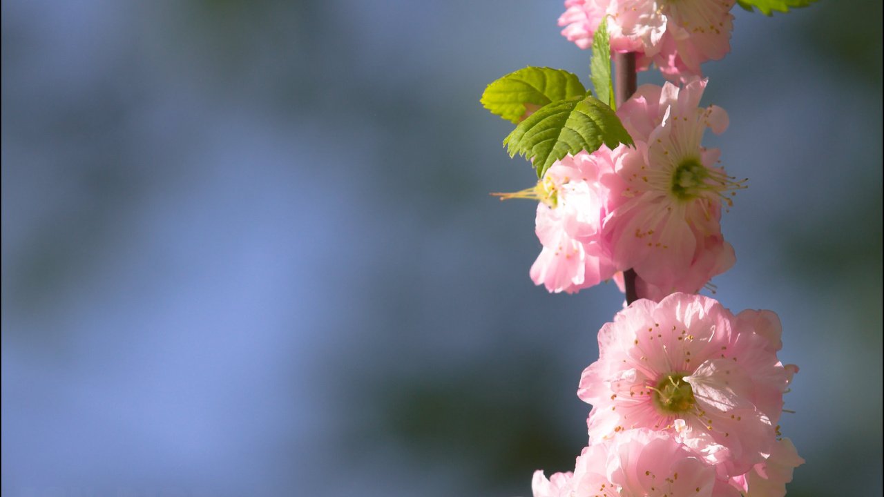 Обои ветка, цветение, весна, сакура, cvety, raznoe, pejzazh, branch, flowering, spring, sakura разрешение 2048x1536 Загрузить
