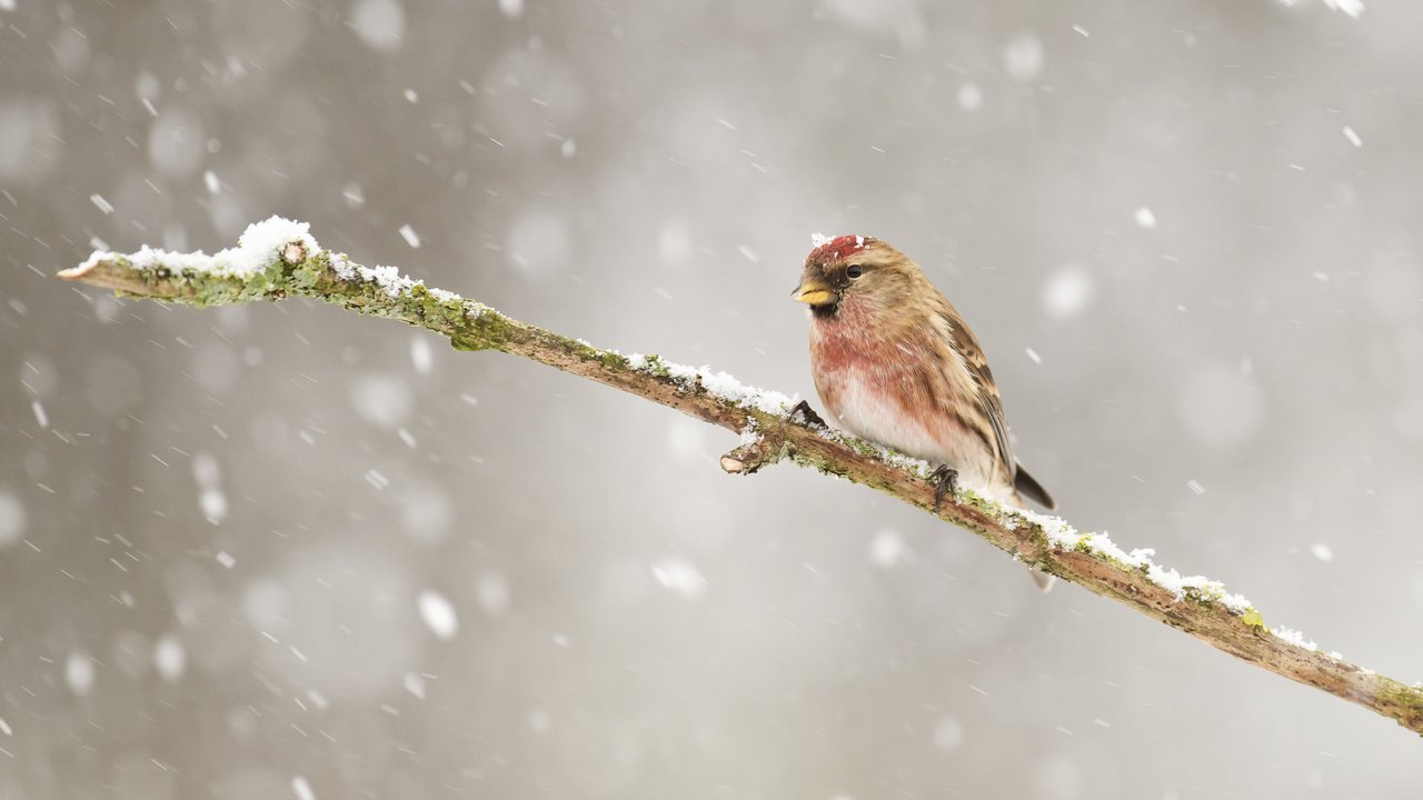 Обои ветка, снег, зима, птицы, птица, зяблик, чечётка, branch, snow, winter, birds, bird, chaffinch, tap dance разрешение 2048x1365 Загрузить