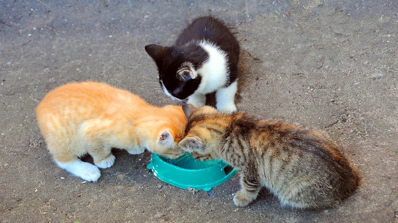 Обои кошки, котята, молоко, миска, cats, kittens, milk, bowl разрешение 2048x1365 Загрузить