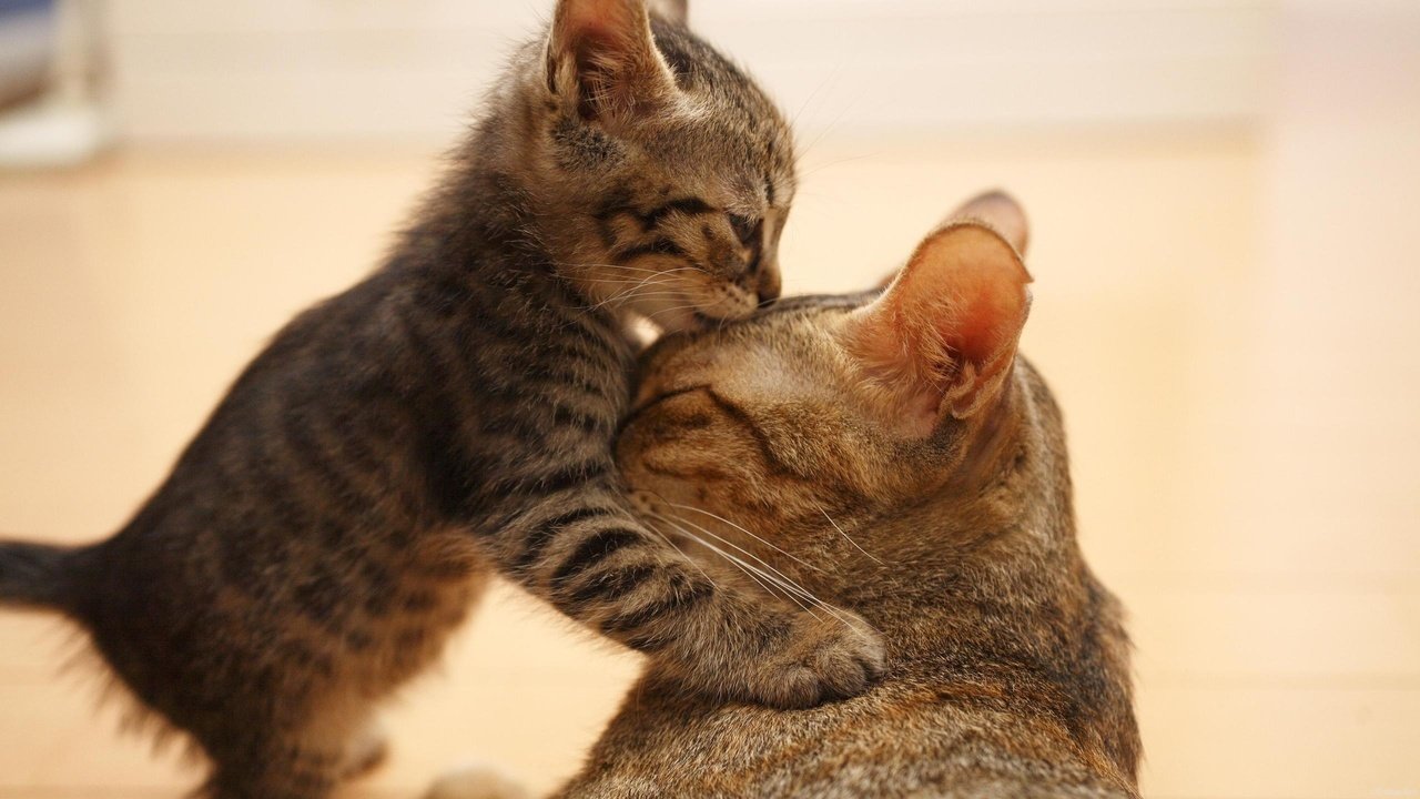 Обои маленький, котенок балуясь, с мамой, обнял ее лапками, облизывает, ее, лобик., small, kitten play, mom, hugged her legs, licks, it, forehead. разрешение 2560x1440 Загрузить