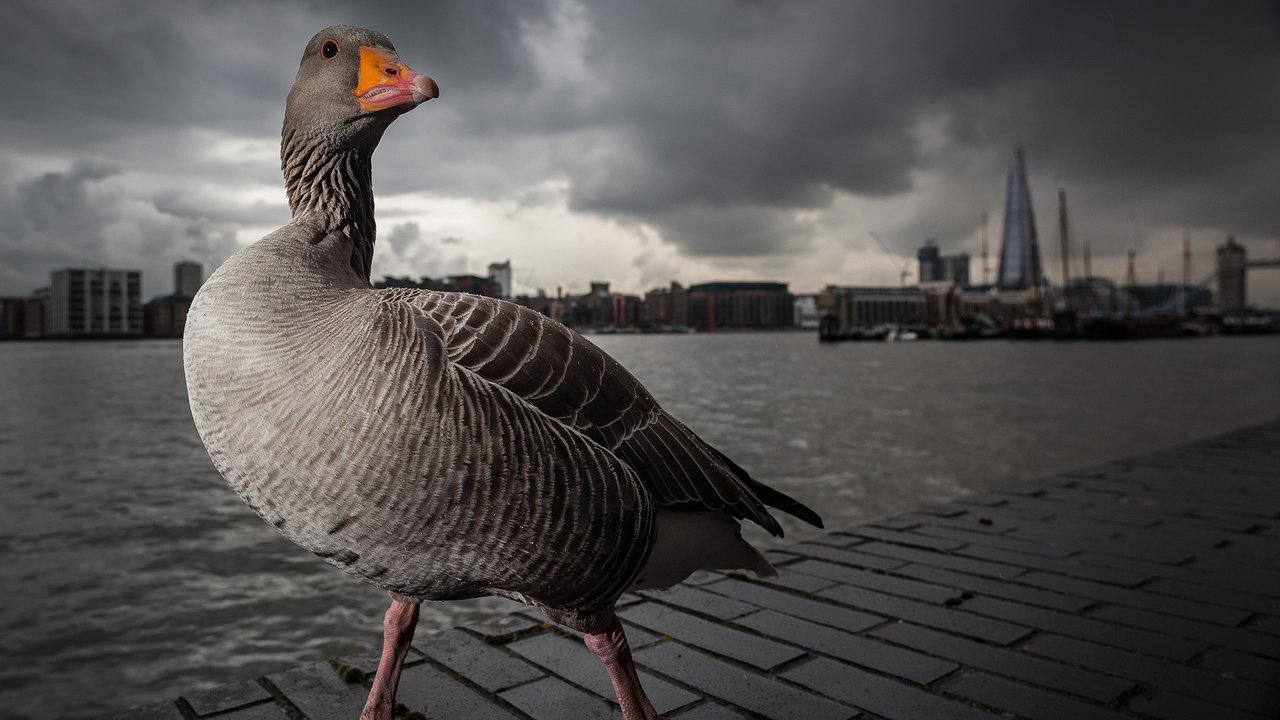 Обои лондон, темза, серый, прогулка, гусь, london, thames, grey, walk, goose разрешение 1920x1200 Загрузить