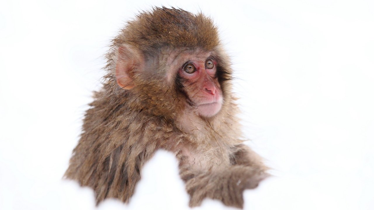 Обои снег, обезьяна, японская макака, snow, monkey, japanese macaque разрешение 2560x1600 Загрузить