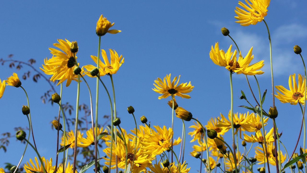 Обои небо, цветы, природа, лепестки, стебли, топинамбур, the sky, flowers, nature, petals, stems, jerusalem artichoke разрешение 2048x1365 Загрузить