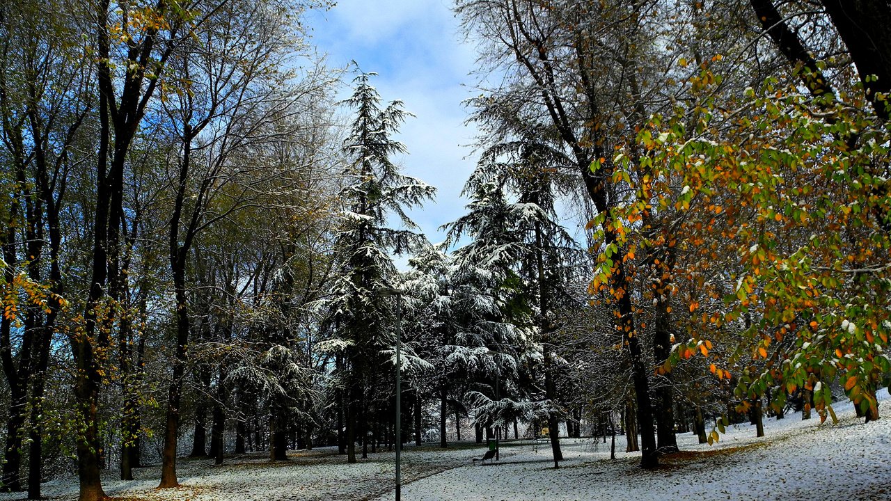 Обои деревья, природа, зима, фото, парк, trees, nature, winter, photo, park разрешение 2650x1700 Загрузить