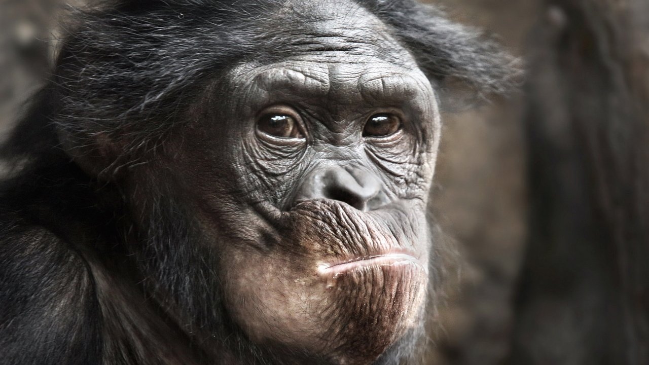 Обои морда, взгляд, животное, обезьяна, примат, шимпанзе, face, look, animal, monkey, the primacy of, chimpanzees разрешение 1920x1200 Загрузить