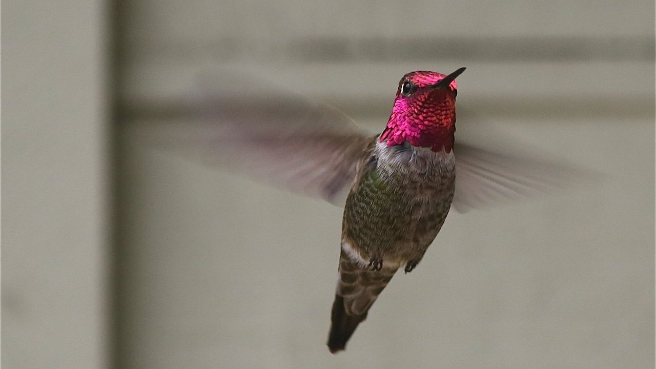 Обои полет, крылья, птица, колибри, flight, wings, bird, hummingbird разрешение 1988x1478 Загрузить