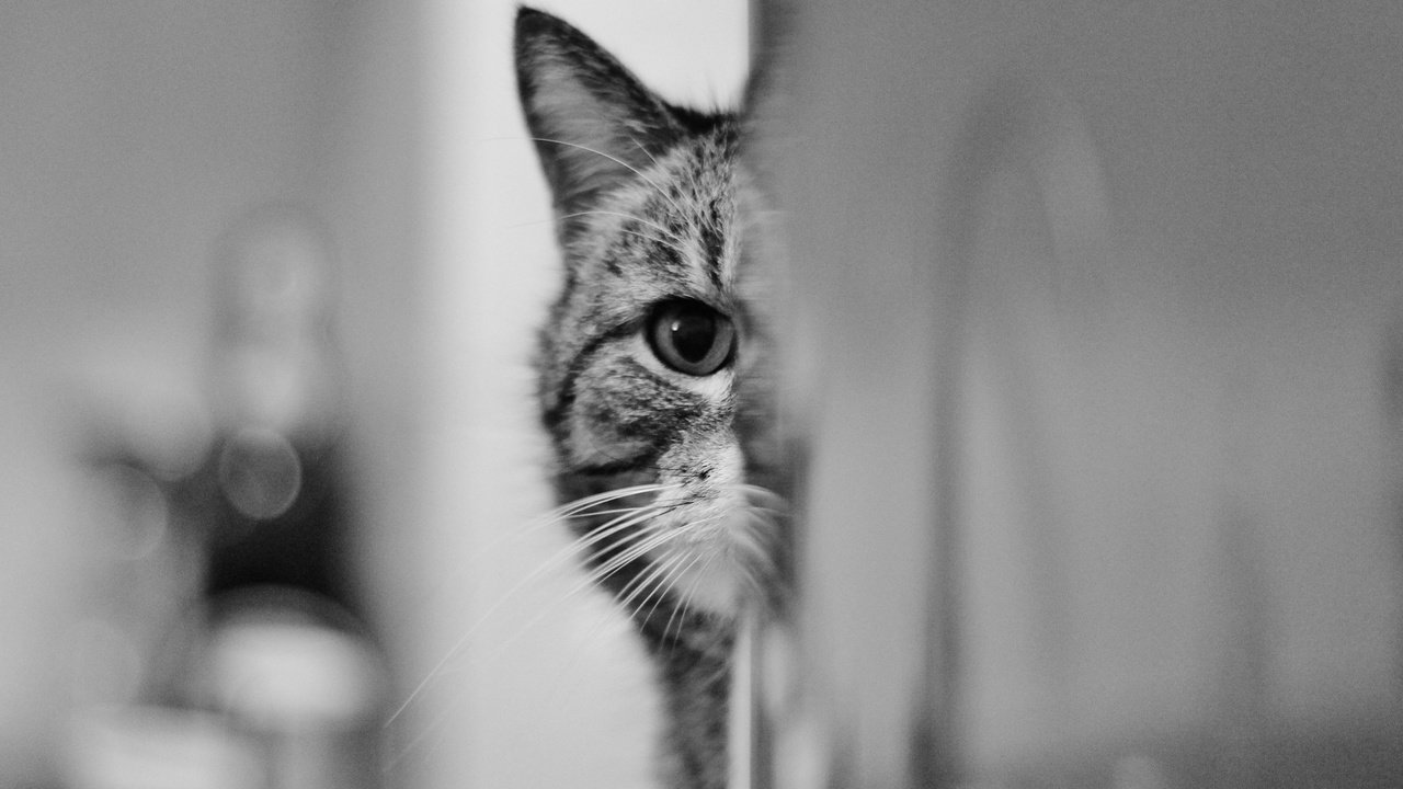 Обои глаза, взгляд, кошак, котяра, eyes, look, koshak, tomcat разрешение 2048x1367 Загрузить
