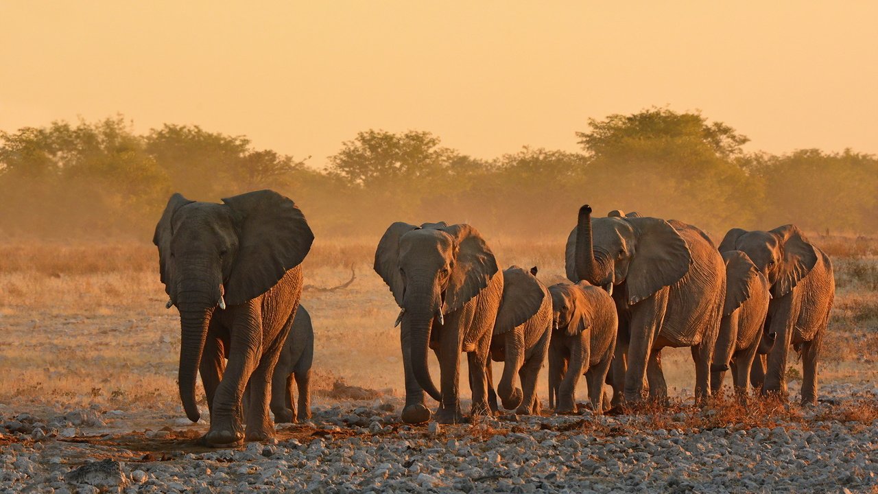 Обои природа, африка, уши, слоны, хобот, бивни, nature, africa, ears, elephants, trunk, tusks разрешение 2048x1365 Загрузить