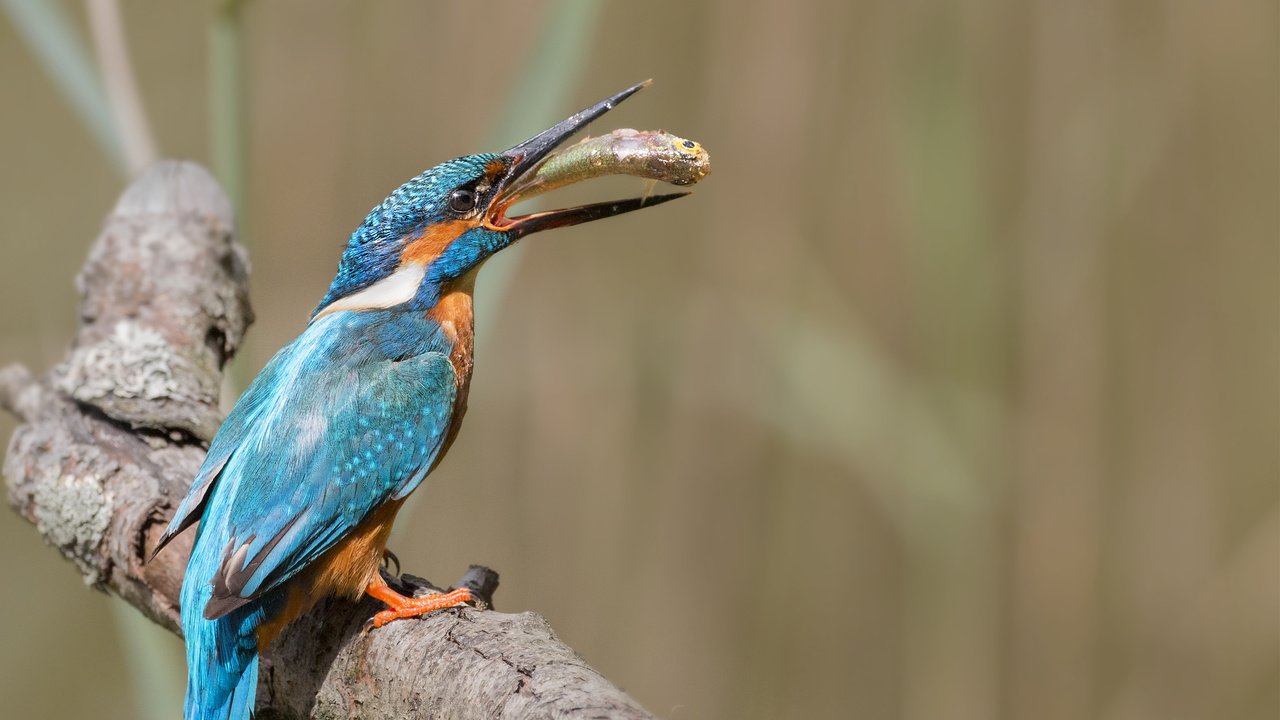 Обои ветка, природа, птица, рыба, зимородок, branch, nature, bird, fish, kingfisher разрешение 2687x1772 Загрузить