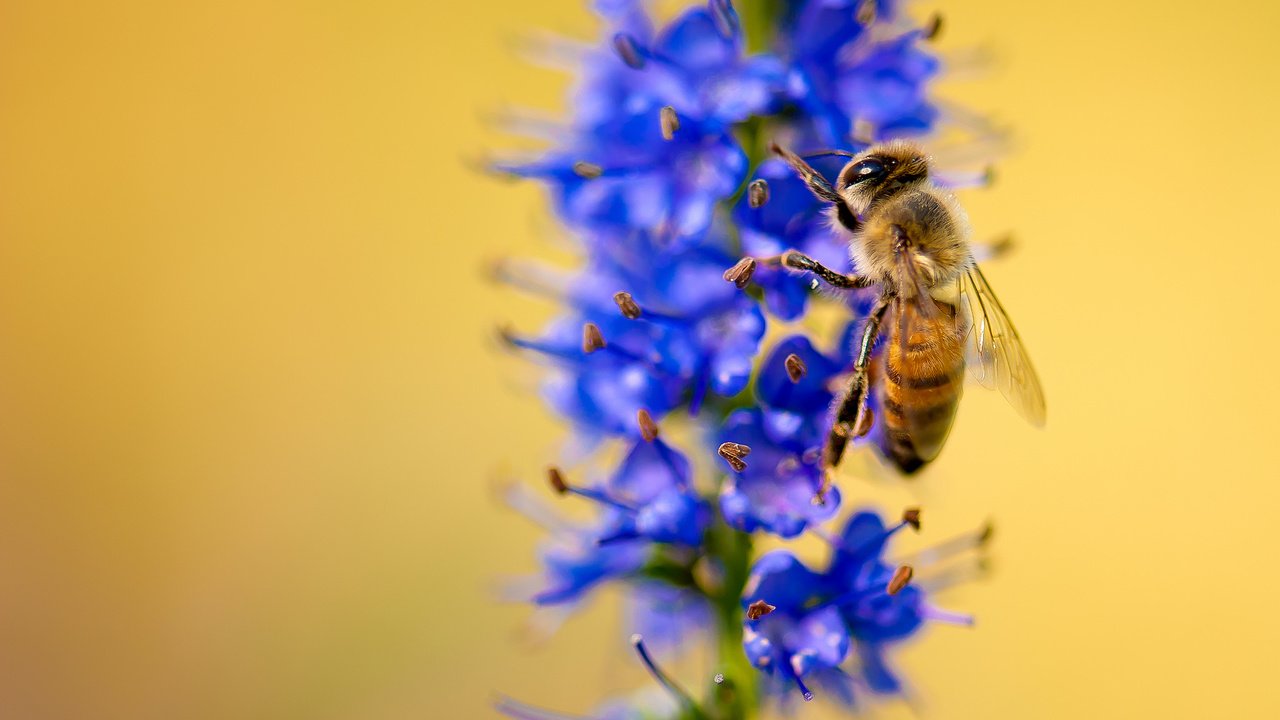 Обои макро, насекомое, цветок, растение, пчела, macro, insect, flower, plant, bee разрешение 2048x1371 Загрузить