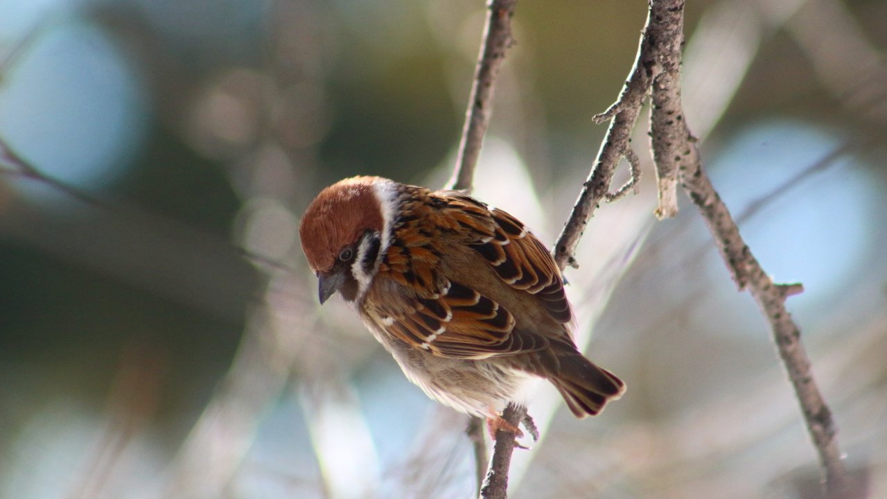 Обои лес, животные, птица, воробей, forest, animals, bird, sparrow разрешение 1920x1280 Загрузить