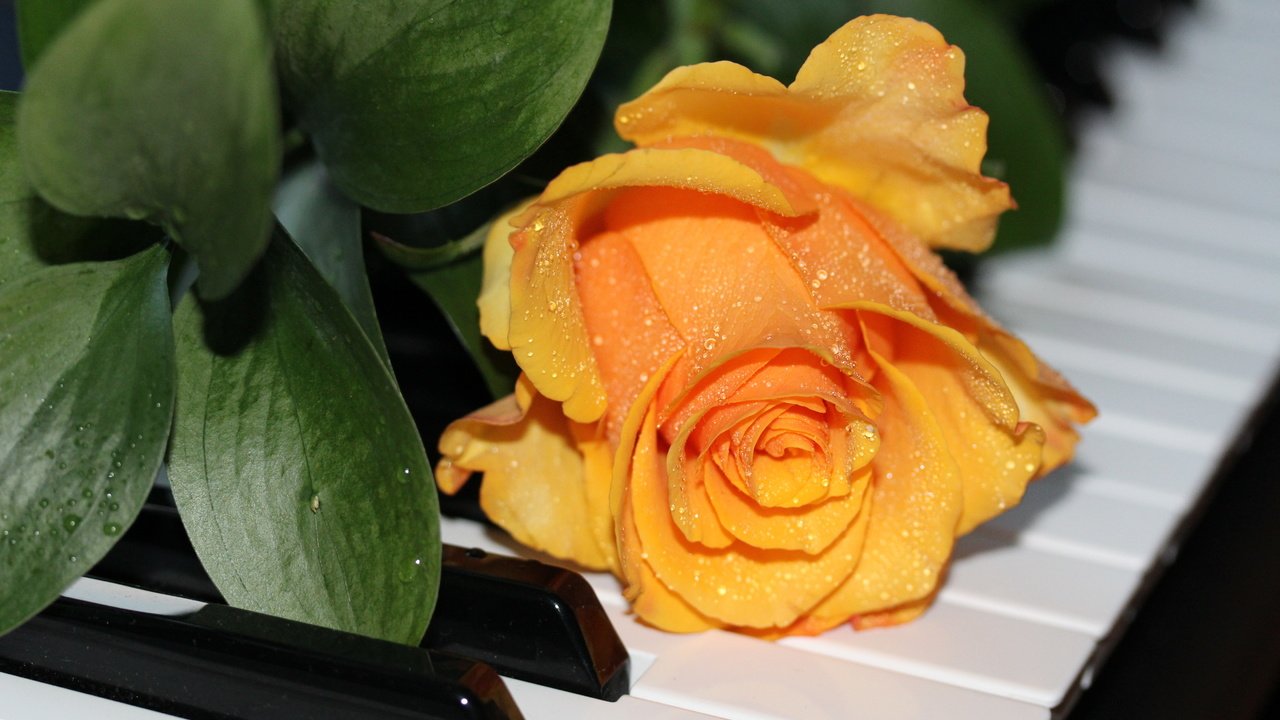 Обои капли, розы, пианино, жёлтая, роз, drops, roses, piano, yellow разрешение 5184x3456 Загрузить
