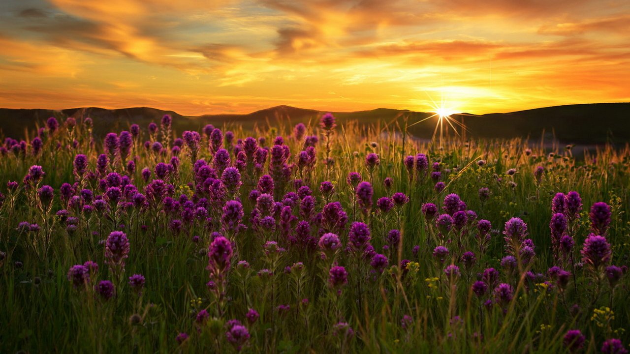 Обои цветы, закат, поле, flowers, sunset, field разрешение 1920x1231 Загрузить
