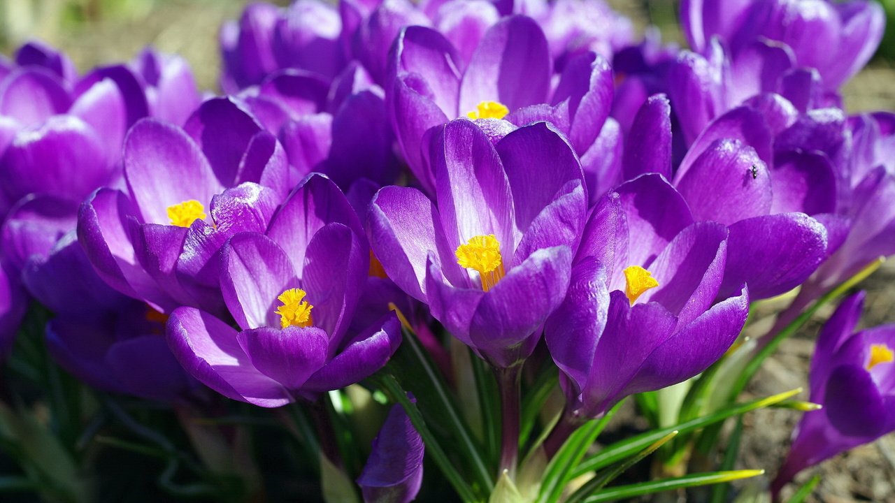 Обои весна, фиолетовые, крокусы, spring, purple, crocuses разрешение 2232x1484 Загрузить