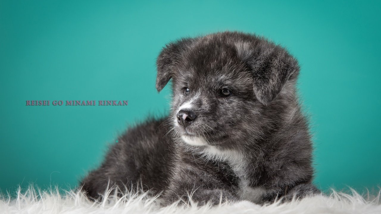 Обои серый, щенок, японская акита, grey, puppy, japanese akita разрешение 4000x2572 Загрузить