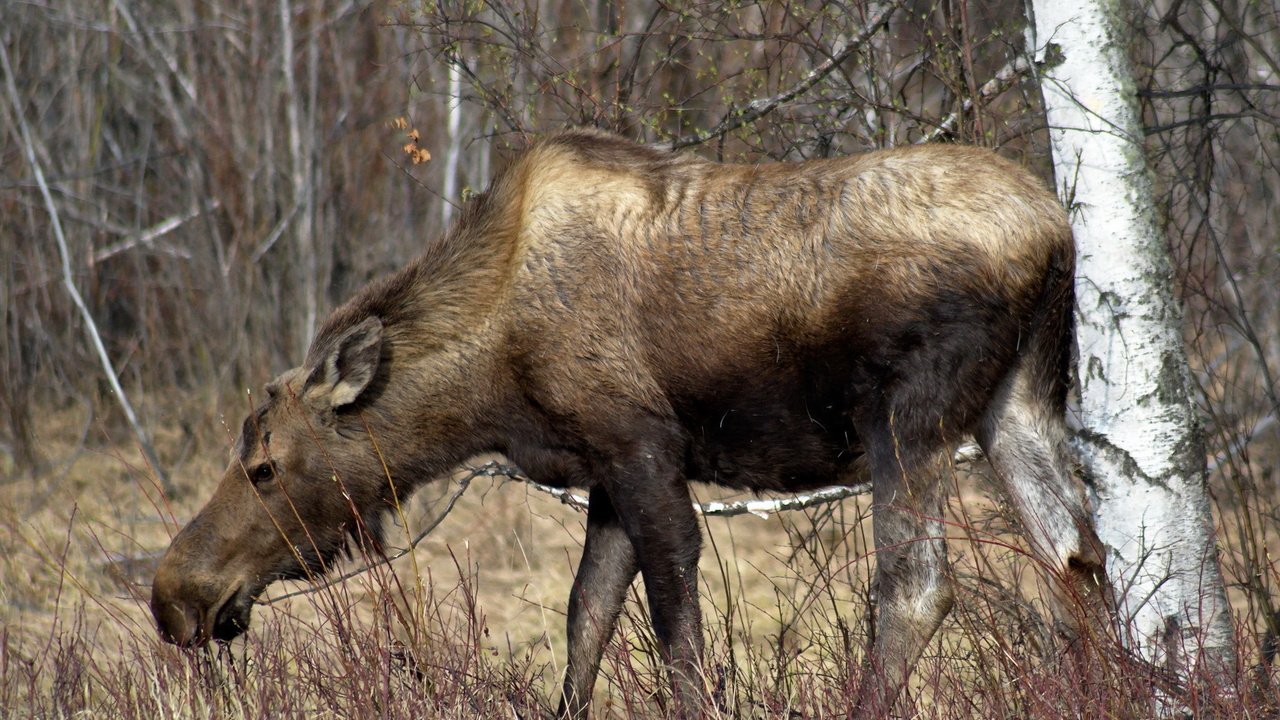 Обои природа, лес, лось, сухая трава, nature, forest, moose, dry grass разрешение 1920x1200 Загрузить