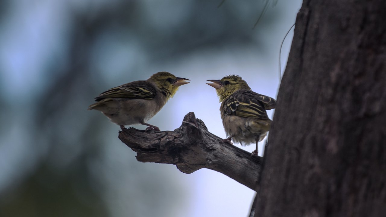 Обои природа, дерево, птицы, nature, tree, birds разрешение 4168x2345 Загрузить