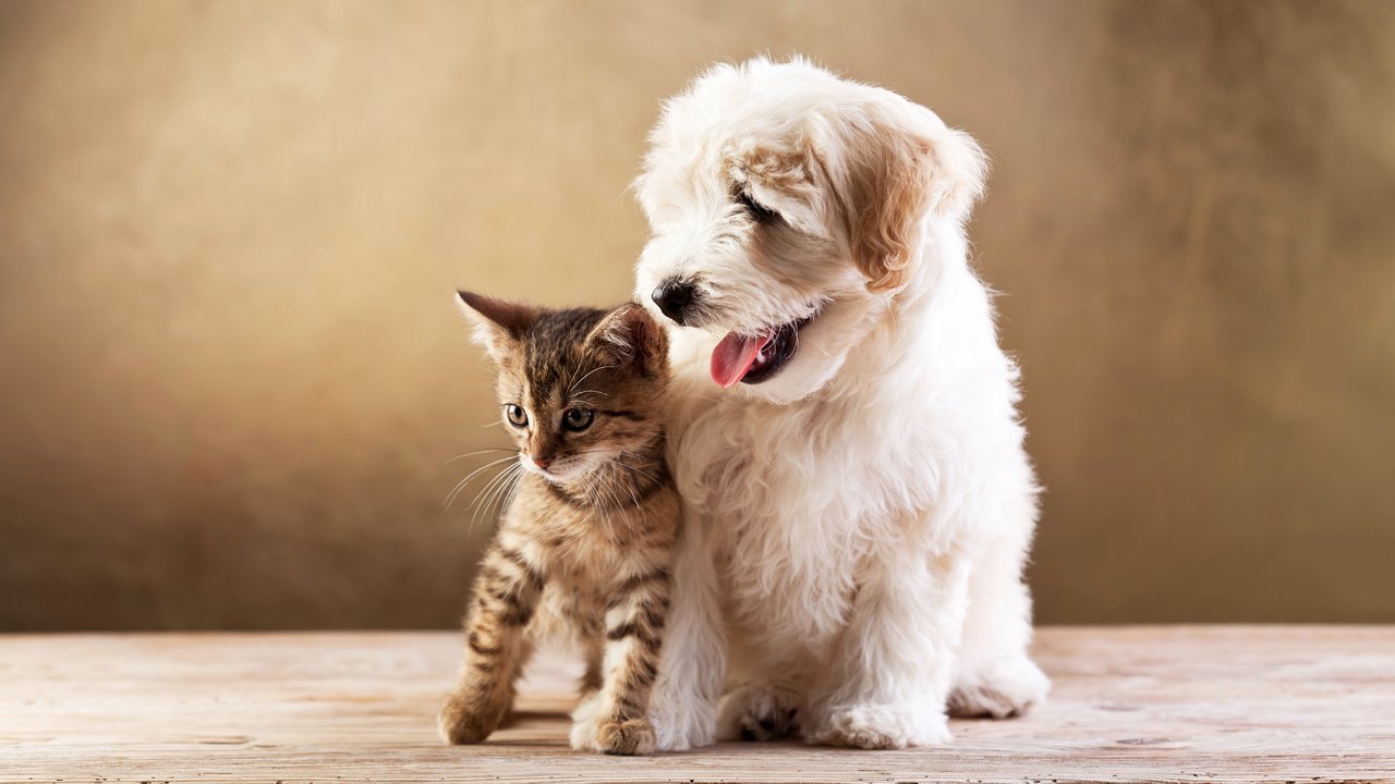 Обои кот, кошка, котенок, собака, друзья, котёнка, милые, болонка, cобака, cat, kitty, dog, friends, kitten, cute, lapdog разрешение 5616x3744 Загрузить