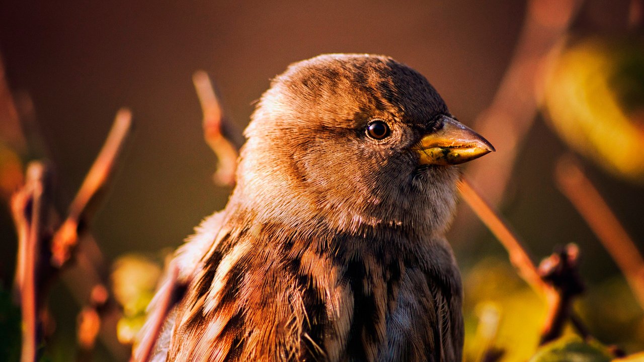 Обои фон, птица, клюв, воробей, background, bird, beak, sparrow разрешение 2048x1365 Загрузить