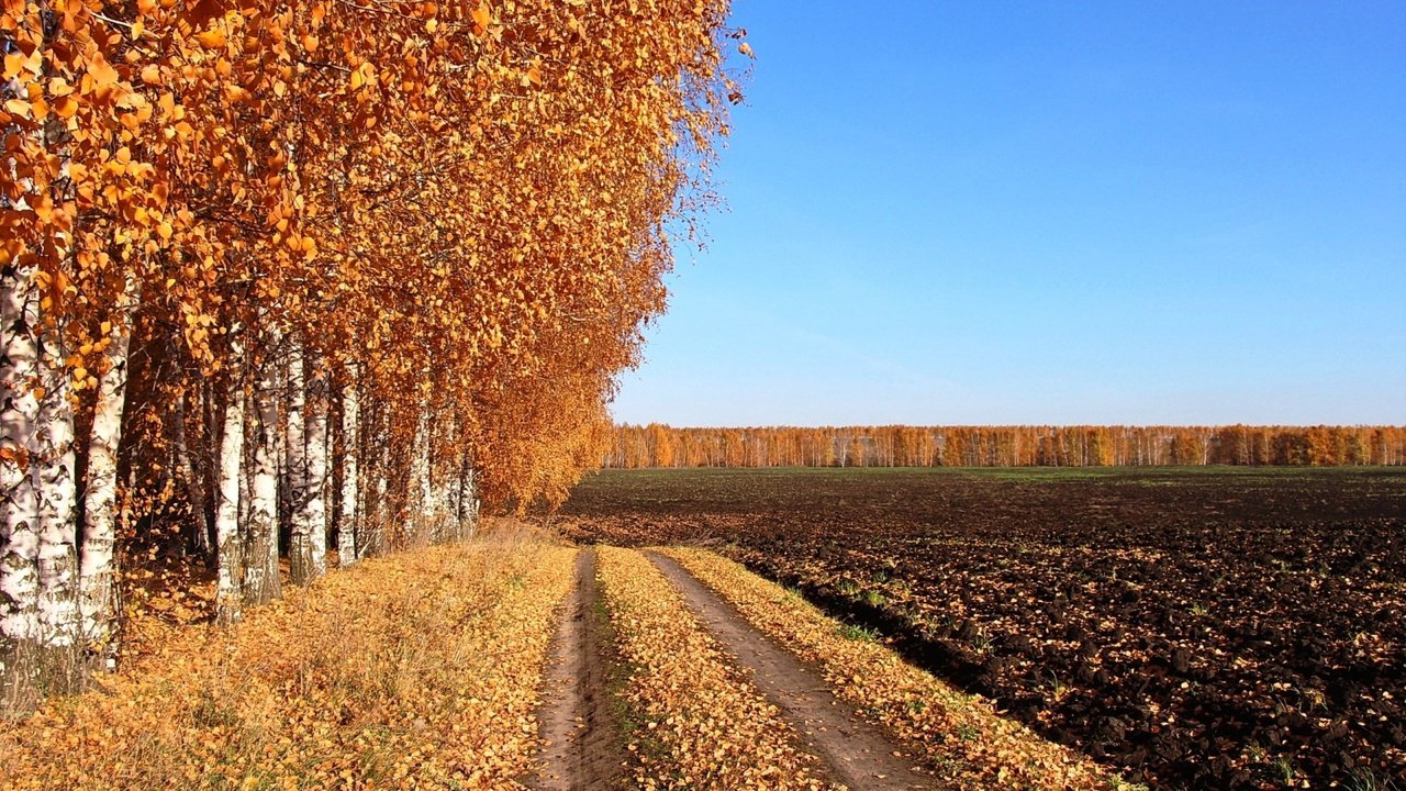 Обои дорога, поле, березы, осень, проселочная дорога, road, field, birch, autumn, country road разрешение 2500x1406 Загрузить