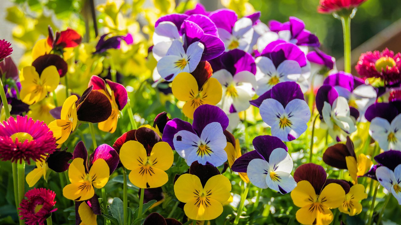 Обои цветы, лепестки, анютины глазки, flowers, petals, pansy разрешение 2880x1800 Загрузить