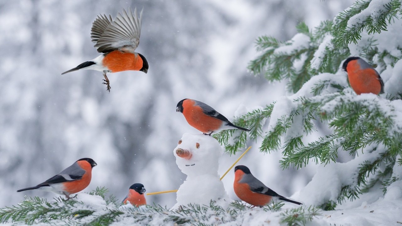 Обои снег, елка, зима, снеговик, птицы, снегирь, снегири, snow, tree, winter, snowman, birds, bullfinch, bullfinches разрешение 2048x1363 Загрузить